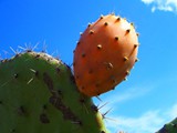 kaktusbluete